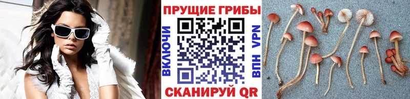 Галлюциногенные грибы GOLDEN TEACHER  Купить  Петровск 